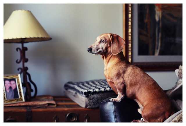 Rufus | September 2013.  Photo by: Johnny Ortez-Tibbels ©