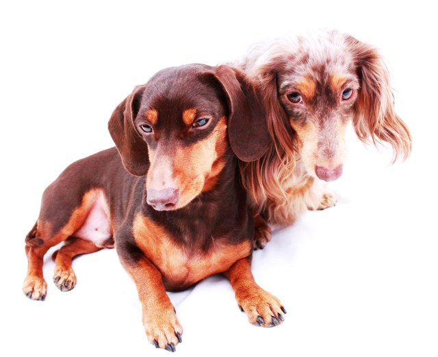 Polie & Leo | 2011.  Photo by: Johnny Ortez-Tibbels ©