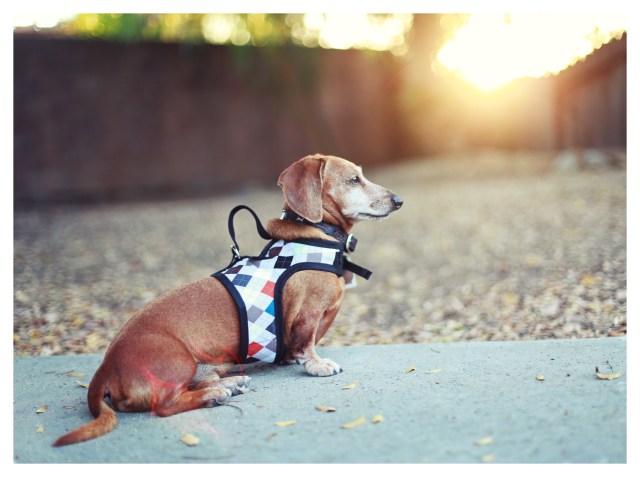 Rufus | September 2013. Photo by: Johnny Ortez-Tibbels ©