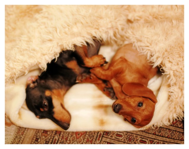 Emily & Lily | September 2013.  Photo by: Johnny Ortez-Tibbels ©