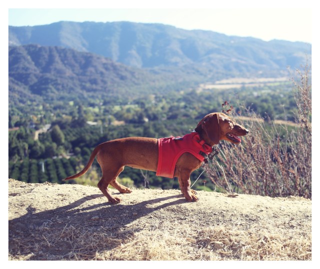 Lily | September 2013.  Photo by: Johnny Ortez-Tibbels ©