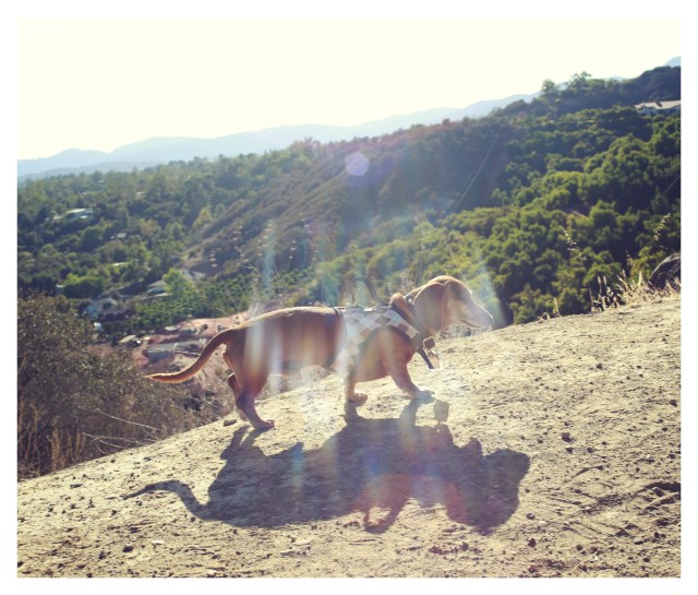 Rufus | September 2013.  Photo by: Johnny Ortez-Tibbels ©