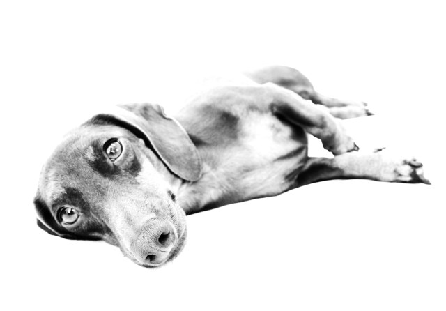 dachshund, doxies, RIP
