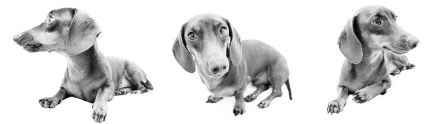 Max | April 2011.  Photo by: Johnny Ortez-Tibbels ©