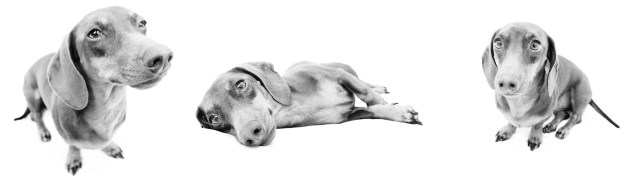 Max | April 2011.  Photo by: Johnny Ortez-Tibbels ©