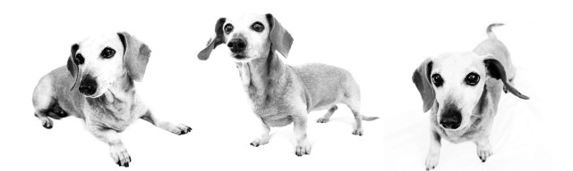 dachshund, doxies, RIP