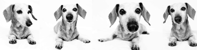 Moxie | April 2011. Photo by: Johnny Ortez-Tibbels ©