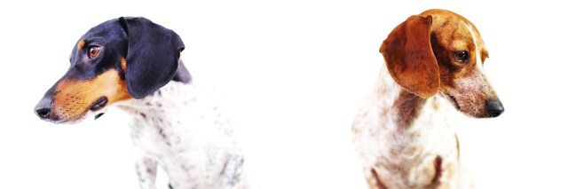 Theodore & Lucy | September 2013.  Photo by: Johnny Ortez-Tibbels ©