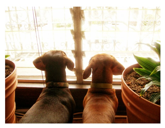 Rufus & Polie | March 2008.  Photo by: Johnny Ortez-Tibbels ©