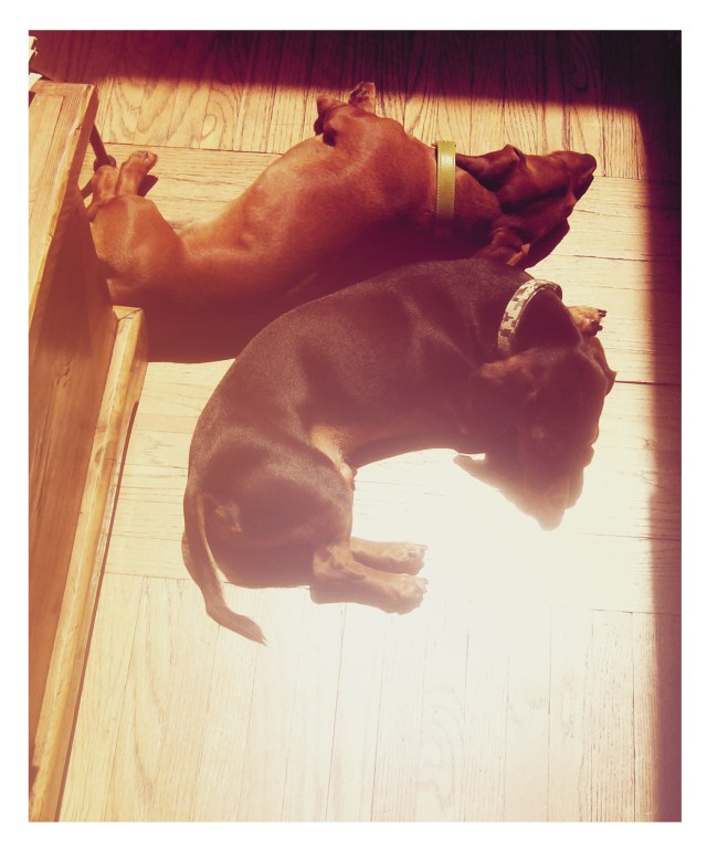 Rufus & Polie | March 2008.  Photo by: Johnny Ortez-Tibbels ©