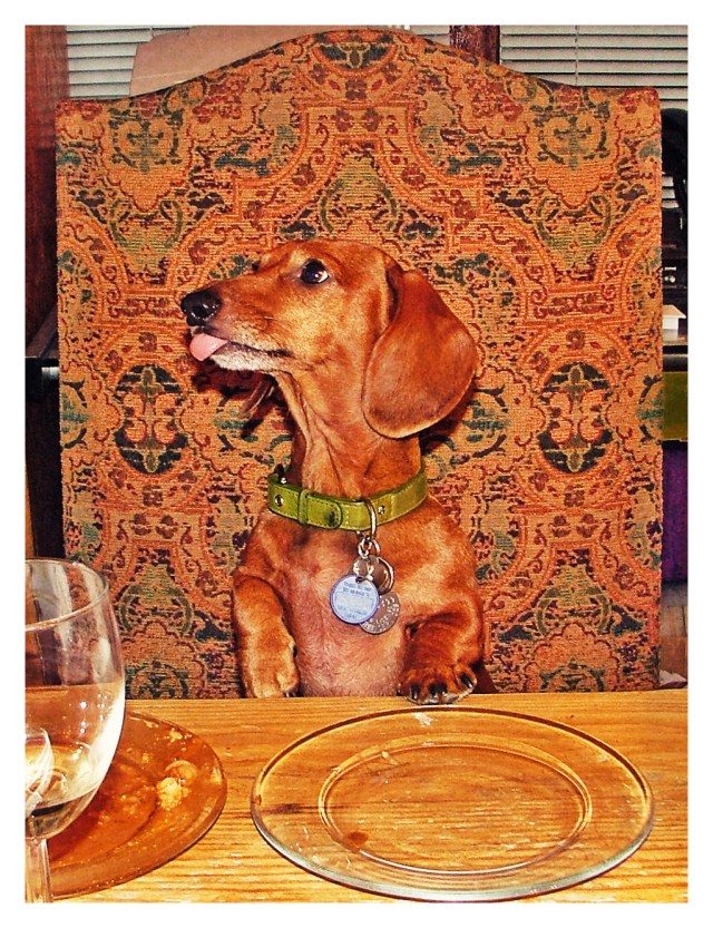 Rufus | 2008.  Photo by: Johnny Ortez-Tibbels ©