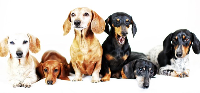 Sandy, Lily, Rufus, Emily, Oscar & PJ | October 2013.  Photo by: Johnny Ortez-Tibbels ©