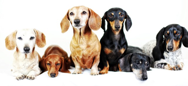 Sandy, Lily, Rufus, Emily, Oscar & PJ | October 2013.  Photo by: Johnny Ortez-Tibbels ©