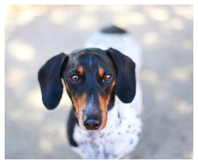 PJ | October 2013.  Photo by: Johnny Ortez-Tibbels ©