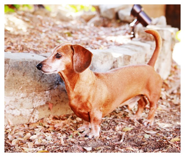 Rufus | October 2013.  Photo by: Johnny Ortez-Tibbels ©