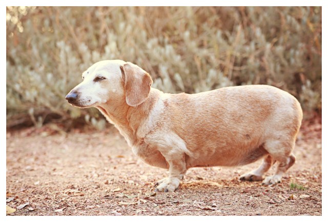 Sandy | October 2013. Photo by: Johnny Ortez-Tibbels ©