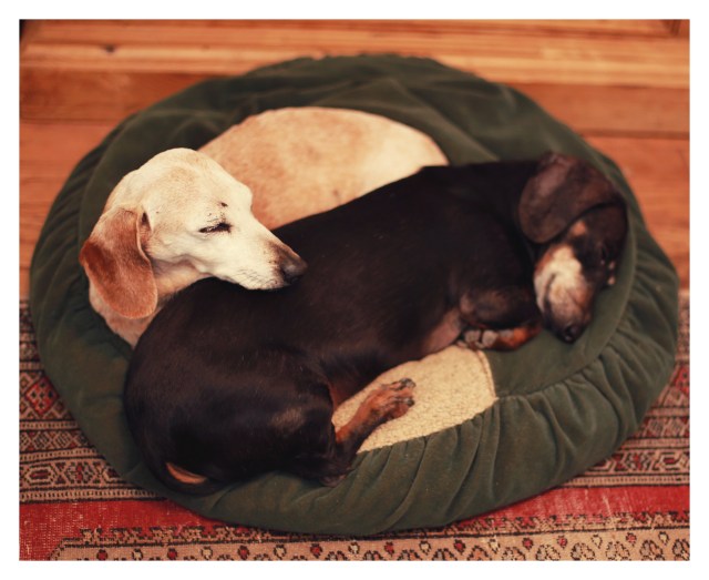 Sadie & Oscar | October 2013. Photo by: Johnny Ortez-Tibbels ©