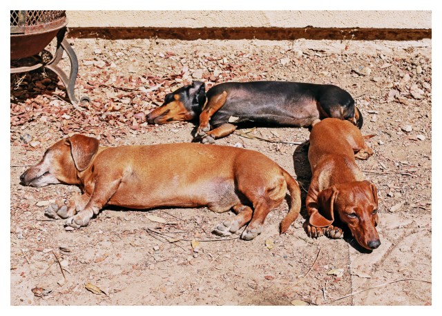 Rufus, Emily & Lily | October 2013. Photo by: Johnny Ortez-Tibbels ©