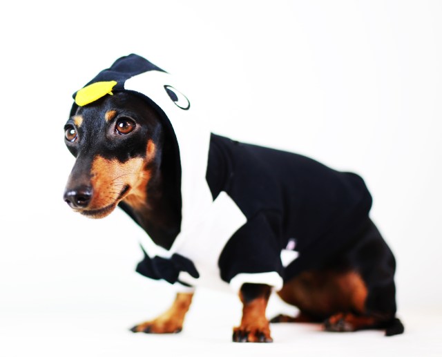 Emily | October 2013. Photo by: Johnny Ortez-Tibbels ©