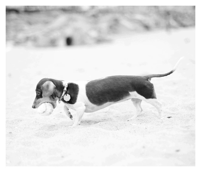 RIP Bocce.  Photo by: Johnny Ortez-Tibbels ©