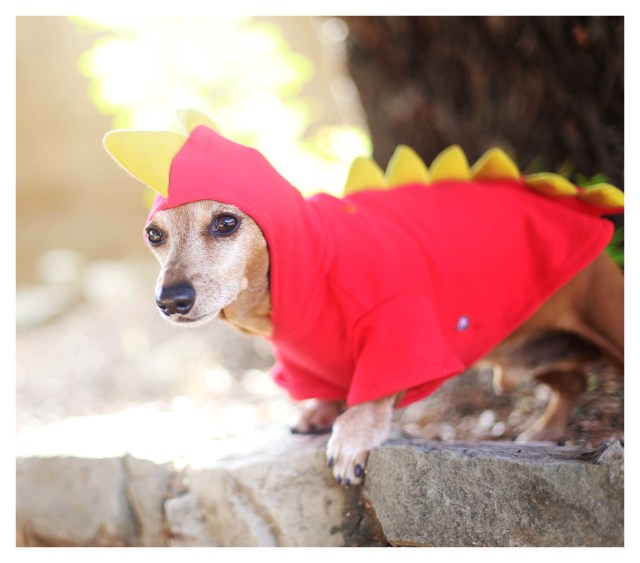 Rufus | October 2013.  Photo by: Johnny Ortez-Tibbels ©