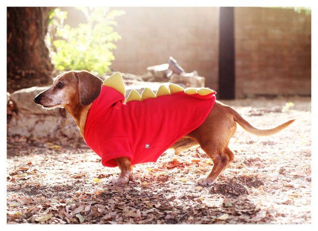 Rufus | October 2013.  Photo by: Johnny Ortez-Tibbels ©