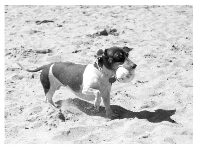 RIP Bocce.  Photo by: Johnny Ortez-Tibbels ©