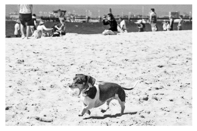 dachshund, doxies, RIP