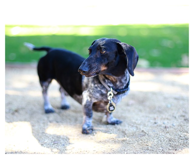 Davy Jones | September 2013. Photo by: Johnny Ortez-Tibbels ©