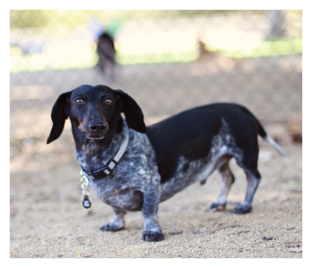 Davy Jones | September 2013. Photo by: Johnny Ortez-Tibbels ©