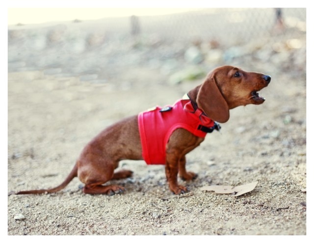 Lily | September 2013. Photo by: Johnny Ortez-Tibbels ©