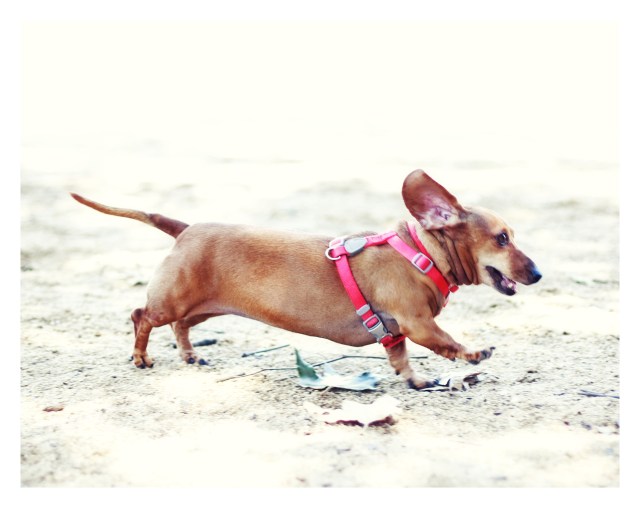 Heidi | September 2013.  Photo by: Johnny Ortez-Tibbels ©