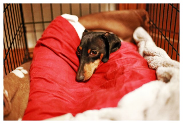 Emily | October 2013.  Photo by: Johnny Ortez-Tibbels ©