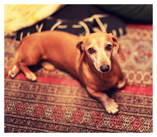 Rufus | October 2013. Photo by: Johnny Ortez-Tibbels ©