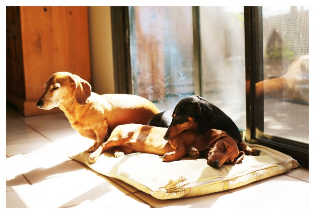 Rufus, Emily & Lily | October 2013. Photo by: Johnny Ortez-Tibbels ©