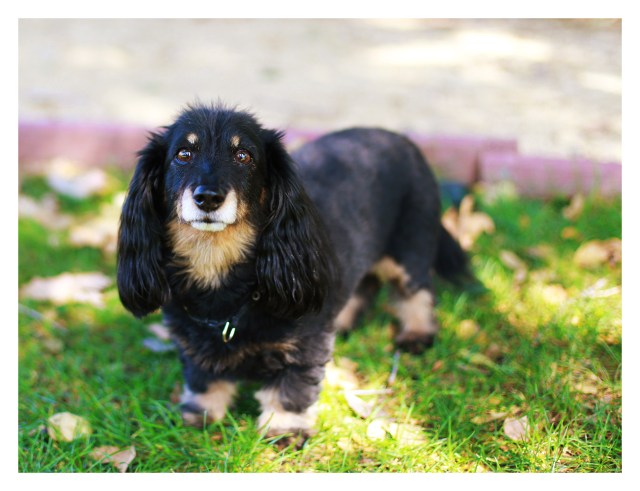 Oscar | October 2013.  Photo by: Johnny Ortez-Tibbels ©