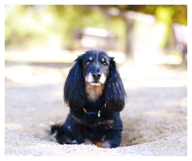 Oscar | October 2013.  Photo by: Johnny Ortez-Tibbels ©