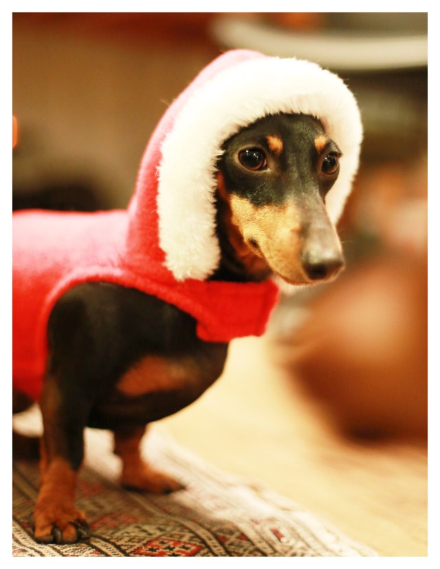 Emily | October 2013.  Photo by: Johnny Ortez-Tibbels ©