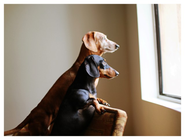 Rufus & Emily | October 2013.  Photo by: Johnny Ortez-Tibbels ©