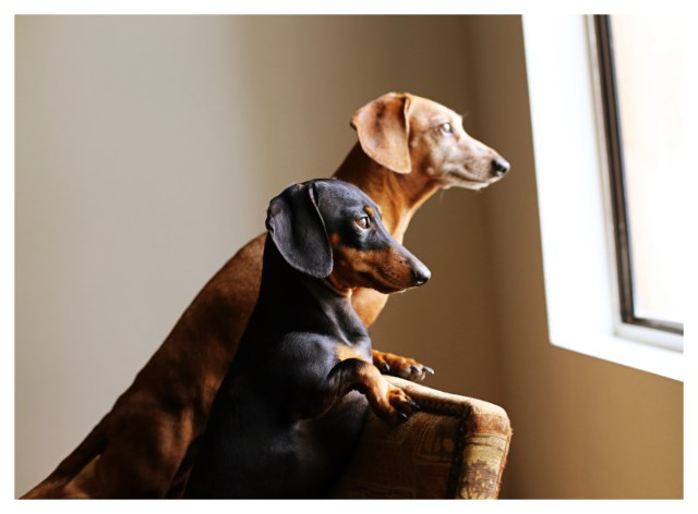 Rufus & Emily | October 2013.  Photo by: Johnny Ortez-Tibbels ©