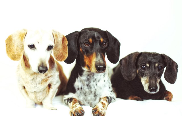 Sandy, Oscar & PJ | October 2013. Photo by: Johnny Ortez-Tibbels ©