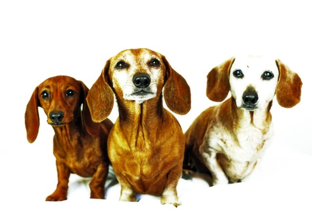 Lily, Rufus & Sandy | October 2013.  Photo by: Johnny Ortez-Tibbels ©