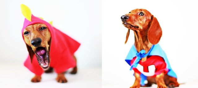 Lily | October 2013.  Photo by: Johnny Ortez-Tibbels ©