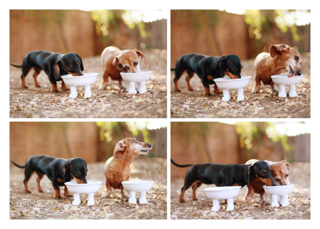 Emily & Rufus | September 2013.  Photo by: Johnny Ortez-Tibbels ©