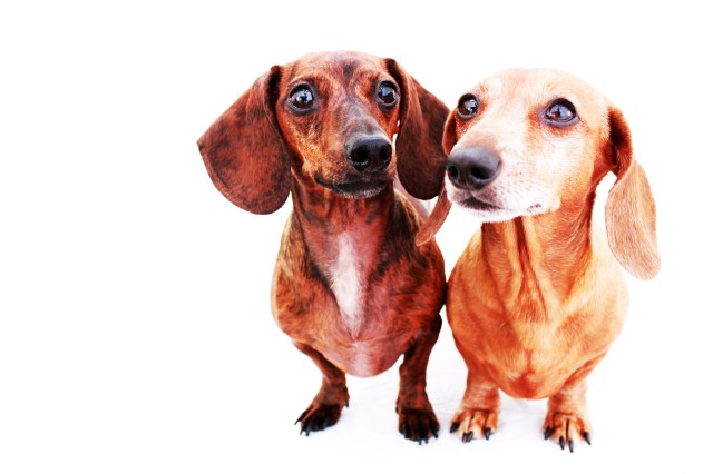 Sophie & Rufus | September 2011.  Photo by: Johnny Ortez-Tibbels ©