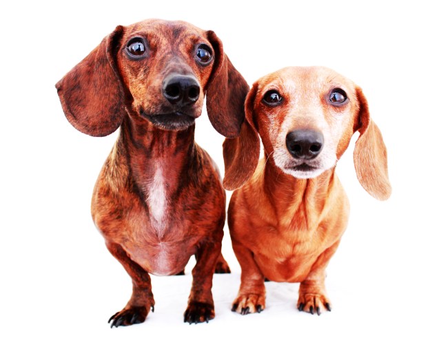 Sophie & Rufus | September 2011.  Photo by: Johnny Ortez-Tibbels ©