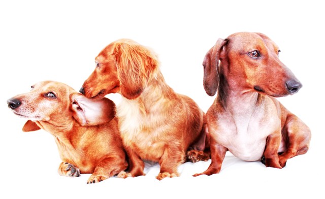 Rufus, Lola and Bruno | April 2011.  Photo by: Johnny Ortez-Tibbels ©