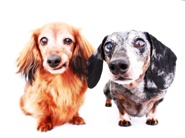 Baxter & Mercedes | 2011.  Photo by: Johnny Ortez-Tibbels ©