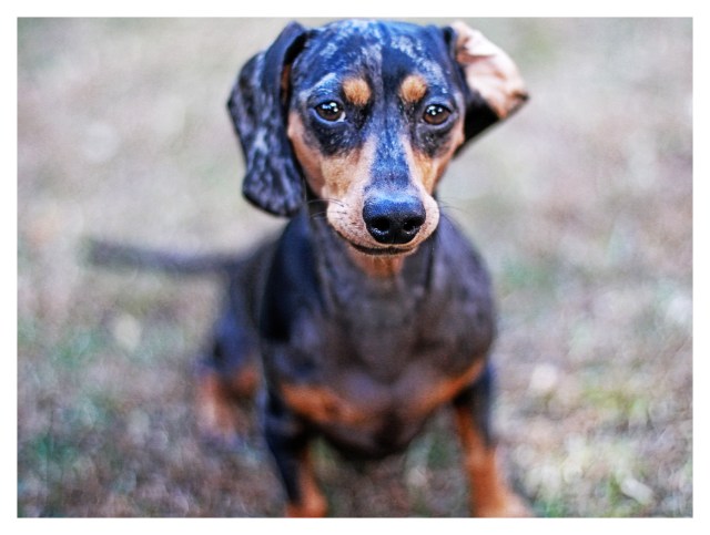 Bella Blu | November 2012.  Photo by: Johnny Ortez-Tibbels ©