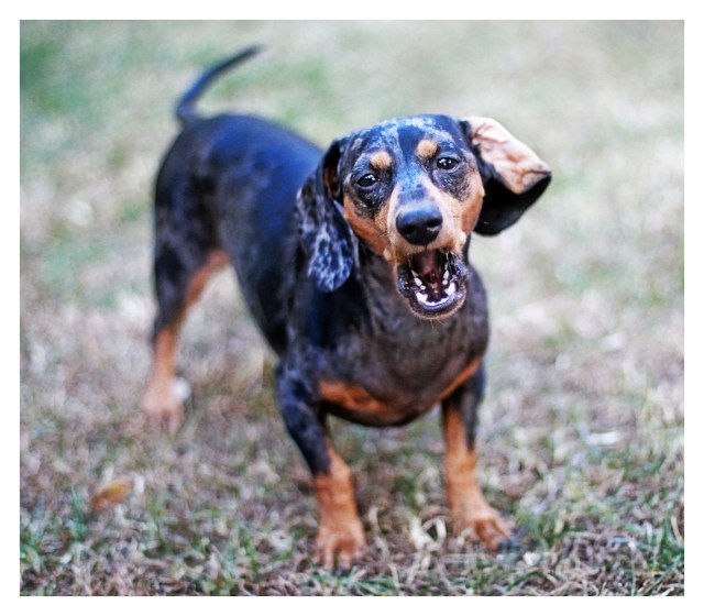 Bella Blu | November 2012.  Photo by: Johnny Ortez-Tibbels ©